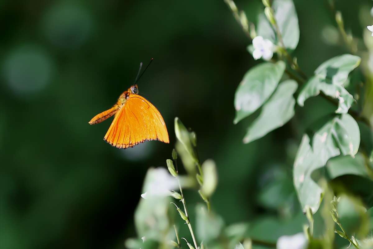 Şebi Arus için gelenler Konya’nın ünlü mekanında huzur bulacak 29